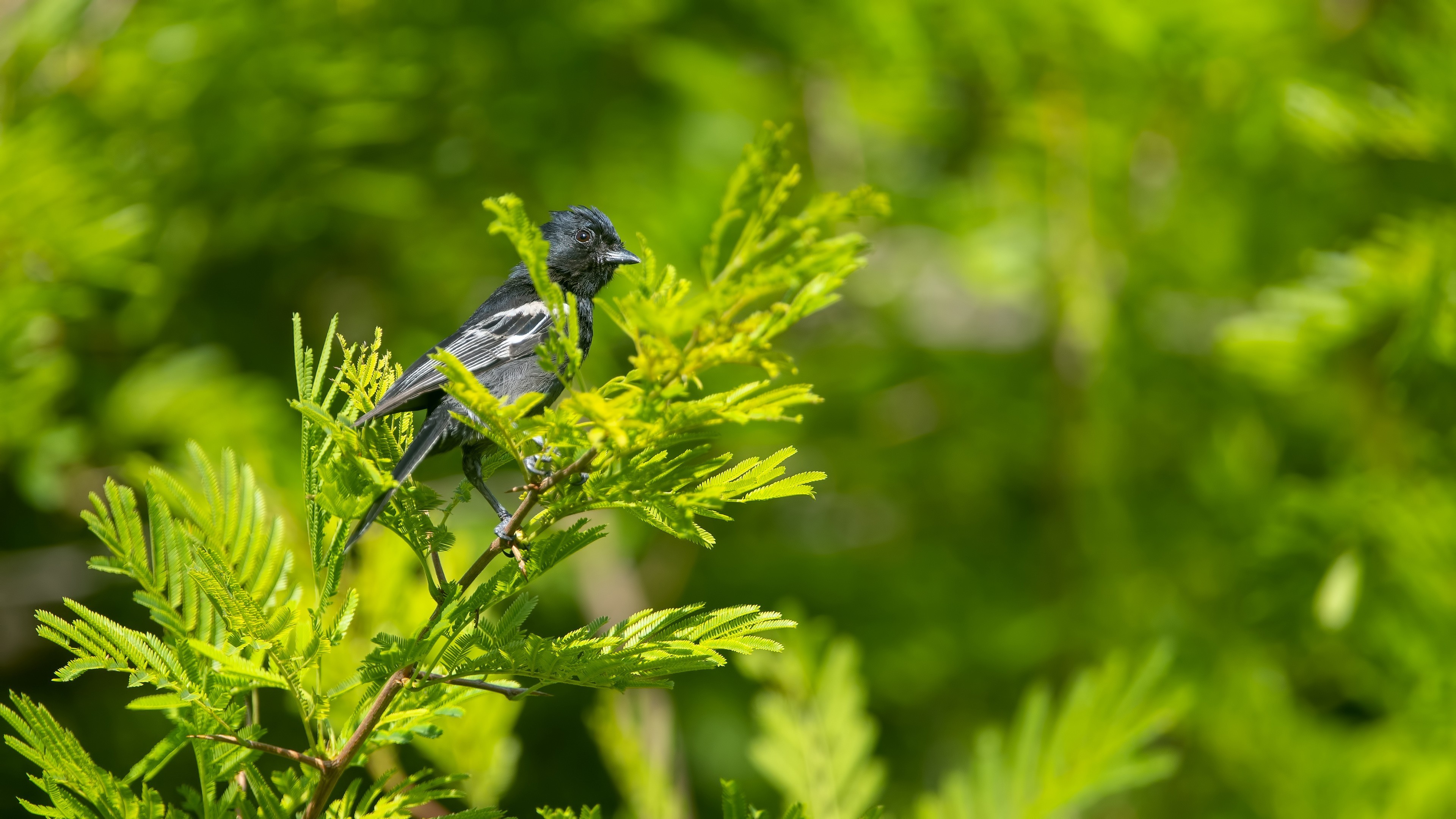 Southern Black Tit